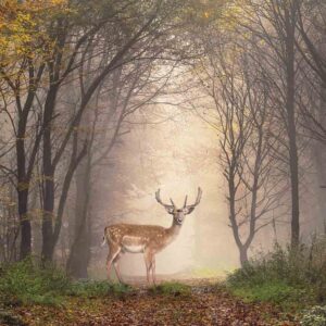 Alternative view of MU1669 - Fallow Deer in Morning Mist