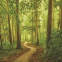 Peaceful Path
