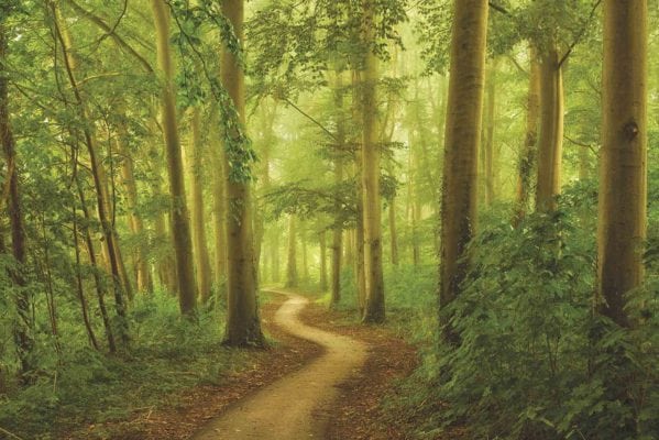 Peaceful Path