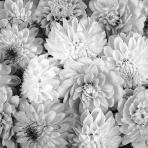 Dahila-black-and-white