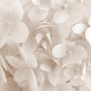 White hydrangea flower closeup. Floral background.