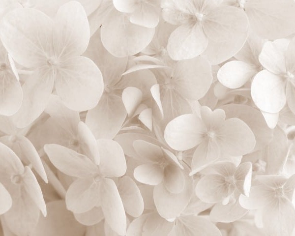 White hydrangea flower closeup. Floral background.