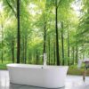 1714R_Sunlight in a Beech Forest
