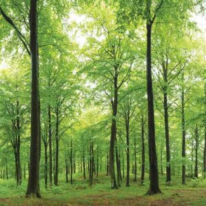Sunlight shine in newly sprung summer beech forest. sweden (XXXLarge)