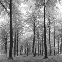 Black and White