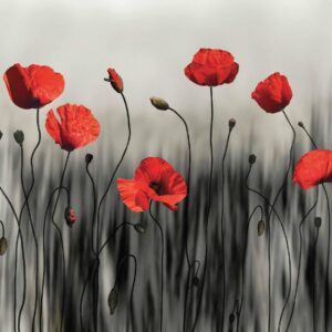 Poppy-modern-art-image