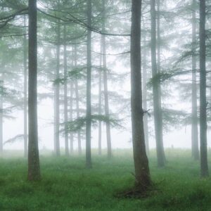 Trees in the fog.