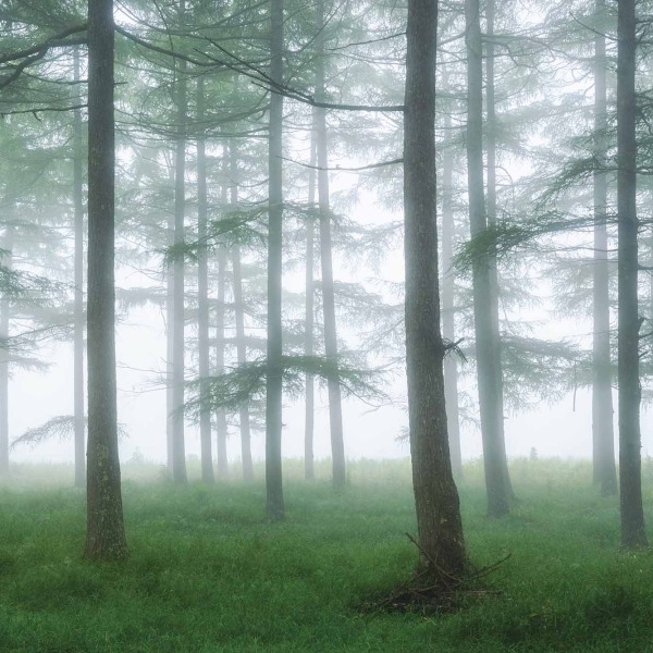 Trees in the fog.