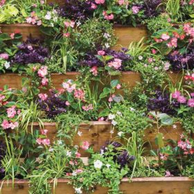 1742-Pyramidal-Flowers