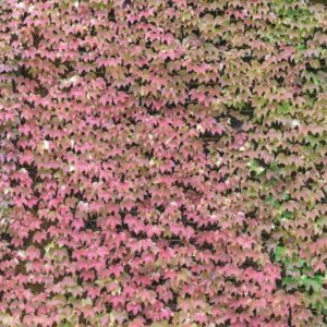 Alternative view of MU1700 Ivy Wall 12' x 9' (3,66m x 2,75m)
