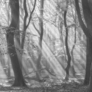 Song of the Forest