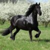 Black Stallion photo mural
