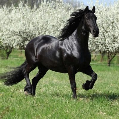 Black Stallion photo mural