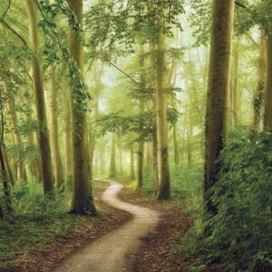 Peaceful Path