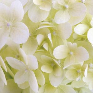 White hydrangea flower closeup. Floral background.