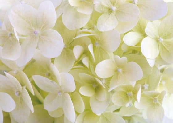 White hydrangea flower closeup. Floral background.