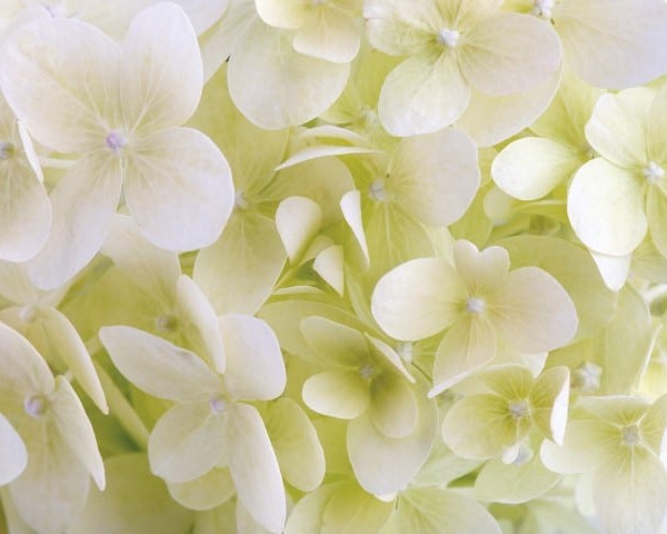 White hydrangea flower closeup. Floral background.