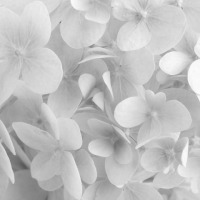 Black and White