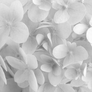 White hydrangea flower closeup. Floral background.