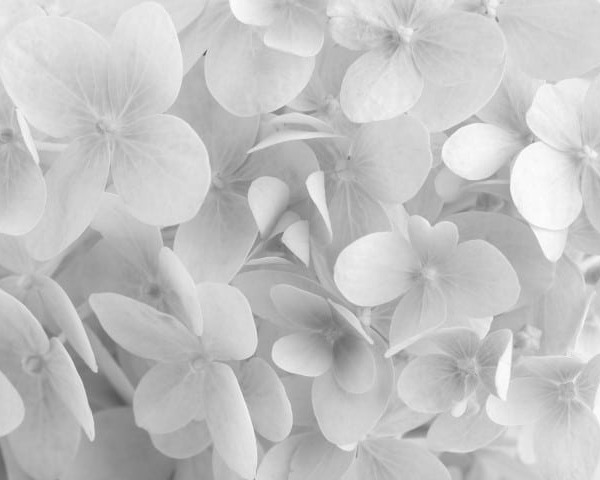 White hydrangea flower closeup. Floral background.