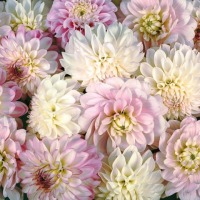 Original Color
