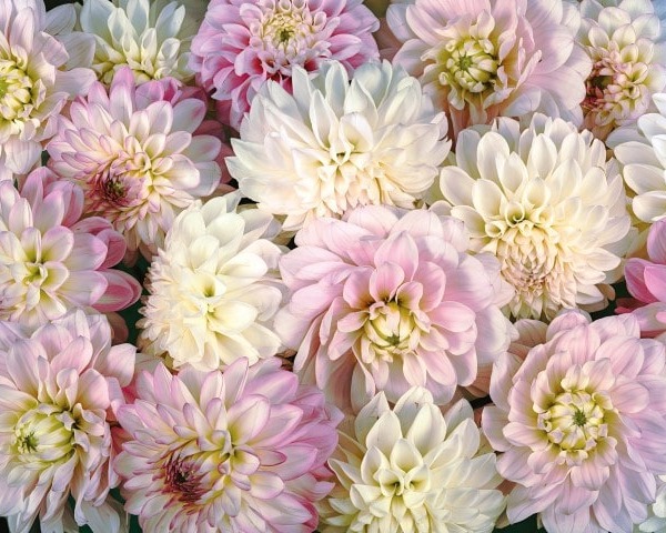 MU1713 - Dahlia Flowers