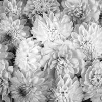 Black and White