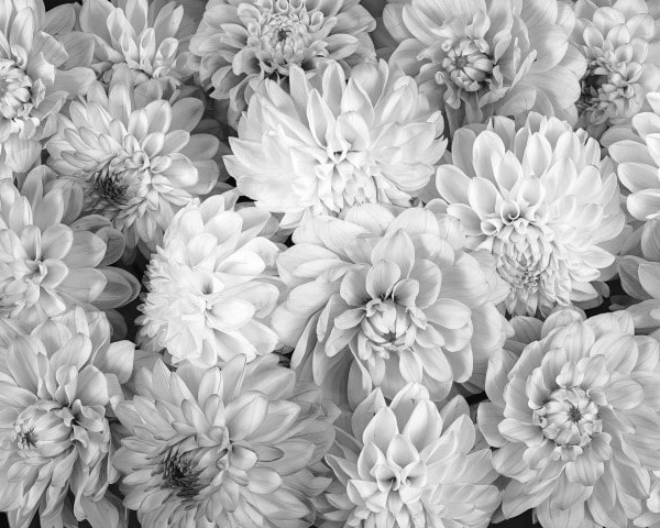 MU1713 - Dahlia Flowers