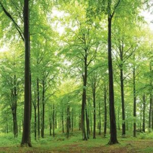 1714R_Sunlight in a Beech Forest