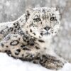MU1748 Snow Leopard