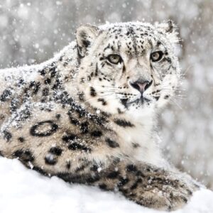 Alternative view of MU1748 Snow Leopard
