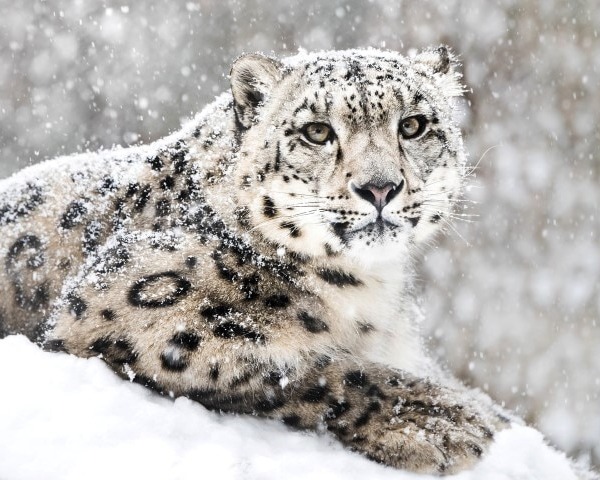 MU1748 Snow Leopard