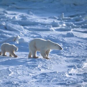 Polar Bear Mother and Two Cubs on Icy Hudson Bay