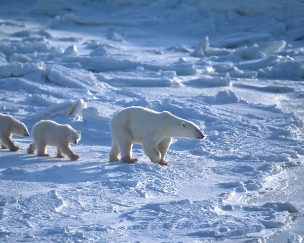 Polar Bear Mother and Two Cubs on Icy Hudson Bay