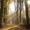 1855 v leafy trail in autumn
