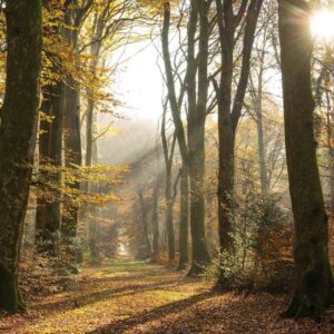 1855 v leafy trail in autumn