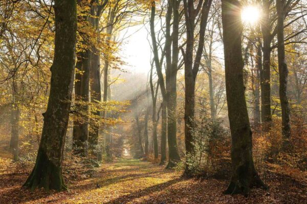 1855 v leafy trail in autumn