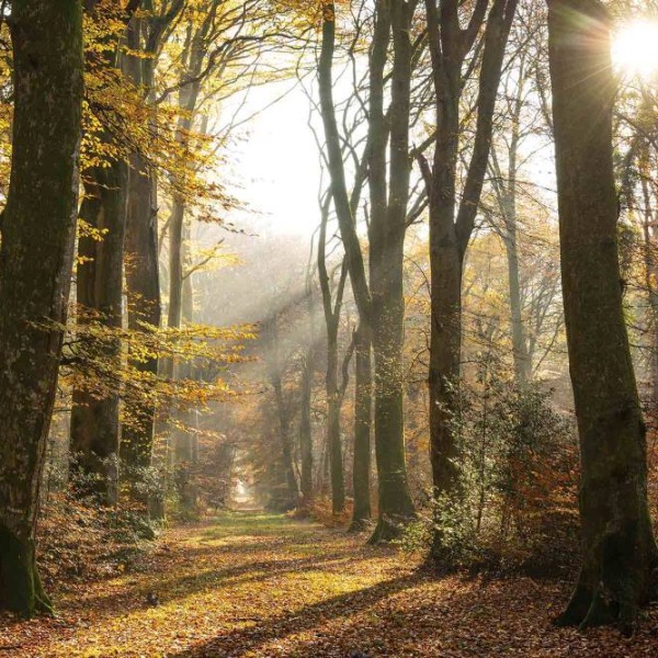 1855 v leafy trail in autumn
